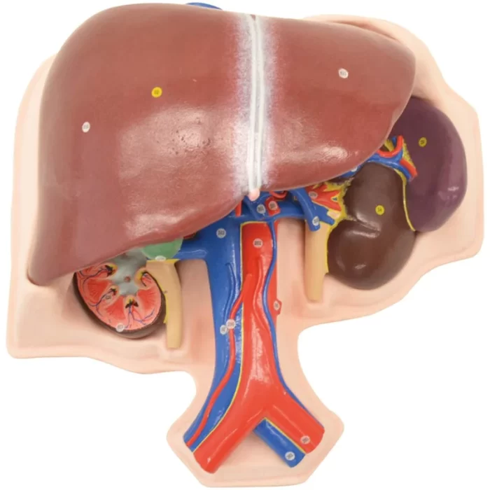 Kyoto Kagaku Kyoto Kagaku Liver, Spleen and Kidney Model