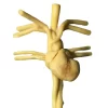 Adult Heart Phantom for X-Ray CT, Ultrasound and MRI - Image 2