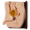 Male Foley Catheterization Simulator, Cath-Ed 1 - Image 6