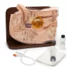 Male Foley Catheterization Simulator, Cath-Ed 1 - Image 3
