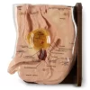 Male Foley Catheterization Simulator, Cath-Ed 1